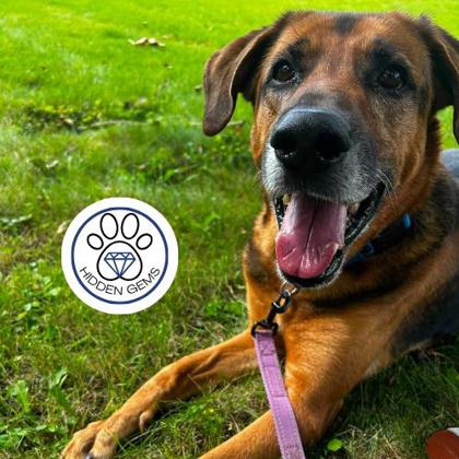 BUSTER - Mixed Breed, Large (over 44 lbs fully grown) / Mix for adoption in Albany