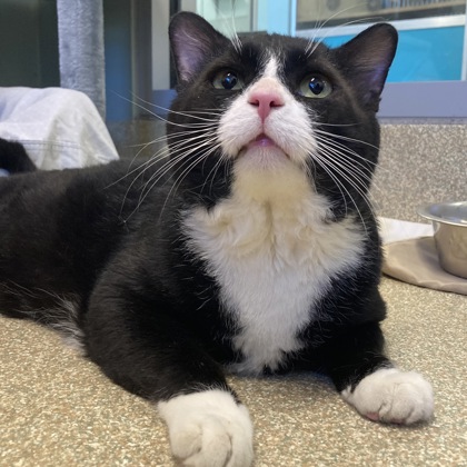 KERMIT - Domestic Shorthair / Mix available for adoption