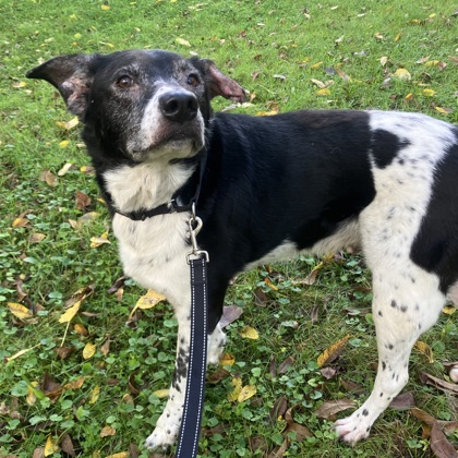 CHARLIE - Mixed Breed, Large (over 44 lbs fully grown) / Mix available for adoption