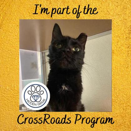 CHINA - Domestic Shorthair / Mix available for adoption