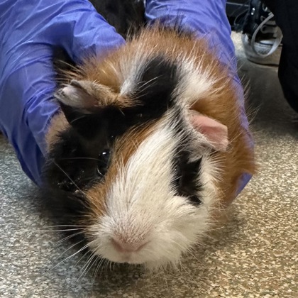 PENELOPE - Guinea Pig / Guinea Pig available for adoption