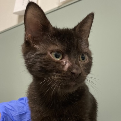 ATOM - Domestic Shorthair / Mix available for adoption