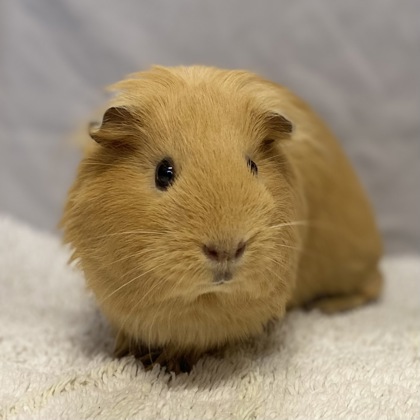 BRITNEY - Guinea Pig / Guinea Pig available for adoption