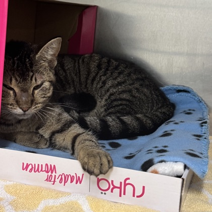 AMBROSE - Domestic Shorthair / Mix available for adoption
