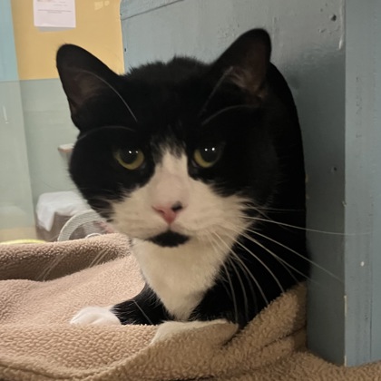 CINDY LOU - Domestic Shorthair / Mix available for adoption