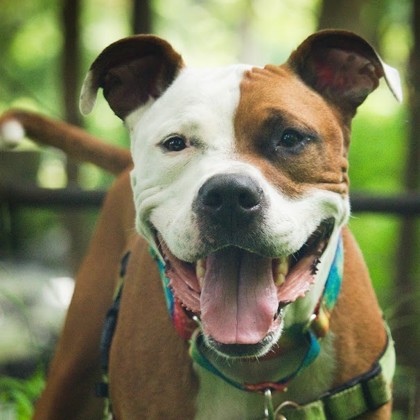 WILLIKERS - Mixed Breed, Large (over 44 lbs fully grown) / Mix available for adoption