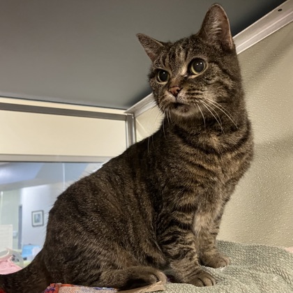 SHYLA - Domestic Shorthair / Mix for adoption in Albany