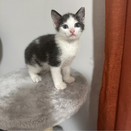 AMITY - Domestic Shorthair / Mix available for adoption