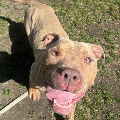 ROSE - Mixed Breed, Large (over 44 lbs fully grown) / Mix available for adoption
