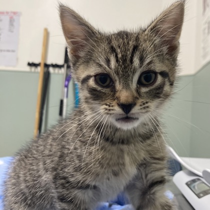 BILLY - Domestic Shorthair / Mix available for adoption