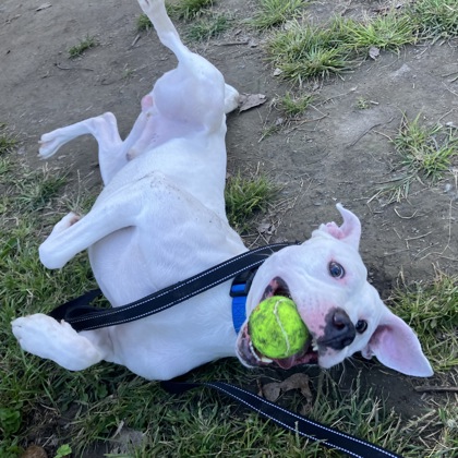 GANDALF - Mixed Breed, Large (over 44 lbs fully grown) / Mix available for adoption