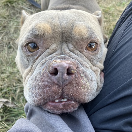 FIONA - Mixed Breed, Medium (up to 44 lbs fully grown) / Mix available for adoption