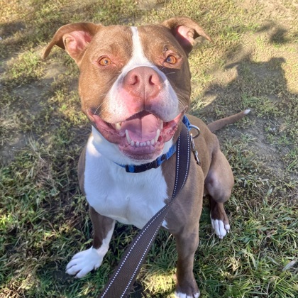 DRACO - Mixed Breed, Medium (up to 44 lbs fully grown) / Mix available for adoption