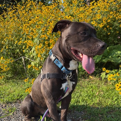 RICO - Mixed Breed, Large (over 44 lbs fully grown) / Mix available for adoption