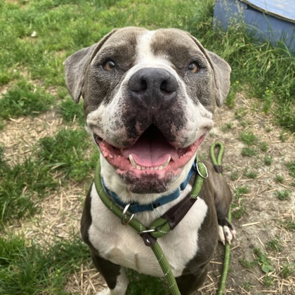 BLEU - Mixed Breed, Medium (up to 44 lbs fully grown) / Mix available for adoption