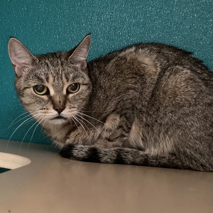 BIRDO - Domestic Shorthair / Mix available for adoption
