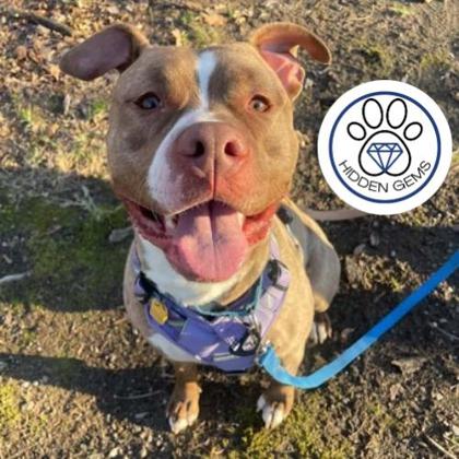 PERTH - Mixed Breed, Large (over 44 lbs fully grown) / Mix available for adoption