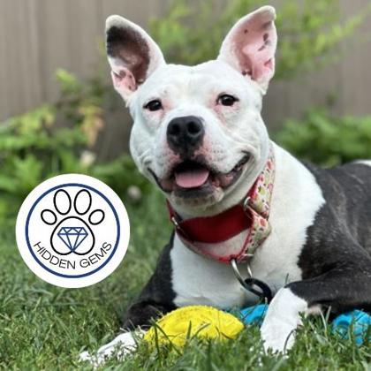 JASMINE - Mixed Breed, Large (over 44 lbs fully grown) / Mix available for adoption