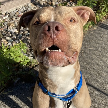 BRIAN - Mixed Breed, Medium (up to 44 lbs fully grown) / Mix available for adoption