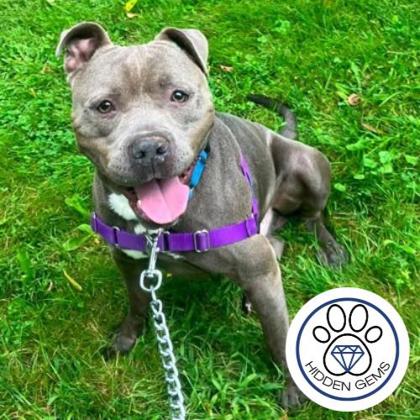 MARLIN - Mixed Breed, Large (over 44 lbs fully grown) / Mix available for adoption