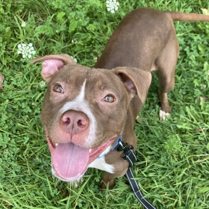 FRIDA - Mixed Breed, Medium (up to 44 lbs fully grown) / Mix available for adoption