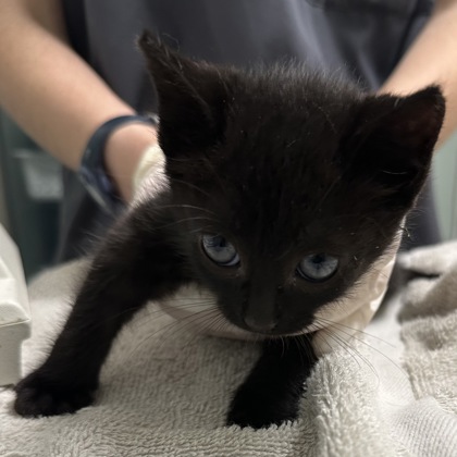 BONES - Domestic Shorthair / Mix available for adoption