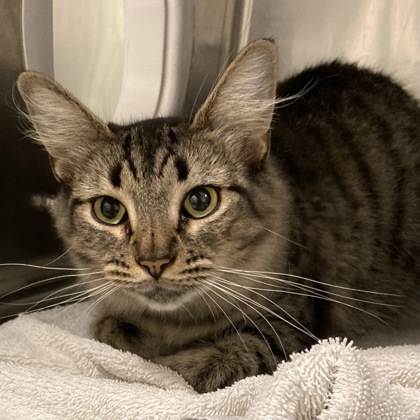 CAMILLA - Domestic Shorthair / Mix available for adoption