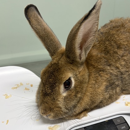 DANDY - Rabbit / Rabbit available for adoption