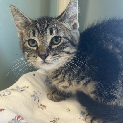 WEE G. - Domestic Shorthair / Mix available for adoption