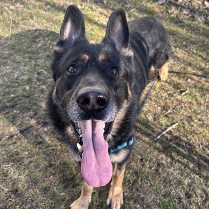 RAY - Mixed Breed, Large (over 44 lbs fully grown) / Mix available for adoption