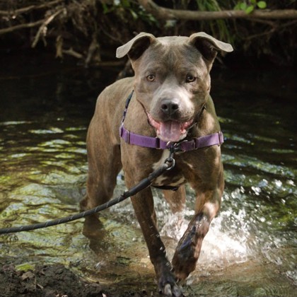 CAYMAN - Mixed Breed, Large (over 44 lbs fully grown) / Mix available for adoption