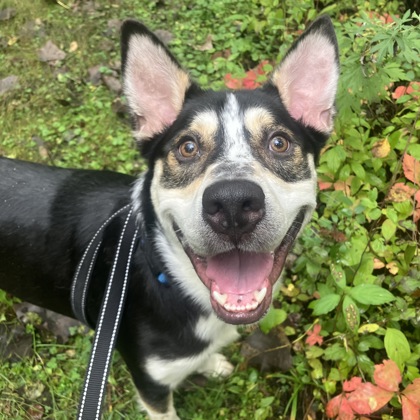 SIKU - Mixed Breed, Large (over 44 lbs fully grown) / Mix available for adoption