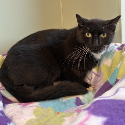 SEASMOKE - Domestic Shorthair / Mix available for adoption
