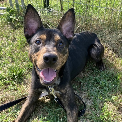 ROMEO - Mixed Breed, Medium (up to 44 lbs fully grown) / Mix available for adoption