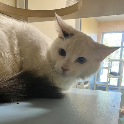 STARK - Domestic Shorthair / Mix available for adoption