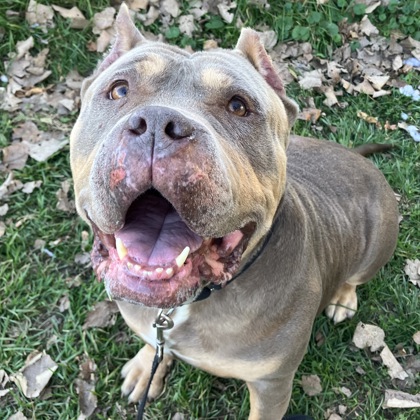 CLARICE - Mixed Breed, Large (over 44 lbs fully grown) / Mix available for adoption