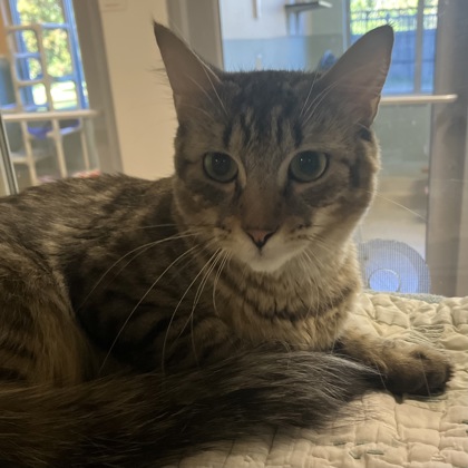 AMIYAH - Domestic Shorthair / Mix available for adoption