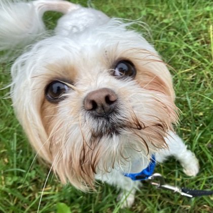 BRENDA - Mixed Breed, Small (under 24 lbs fully grown) / Mix available for adoption