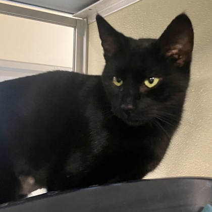 TOCCATA - Domestic Shorthair / Mix available for adoption