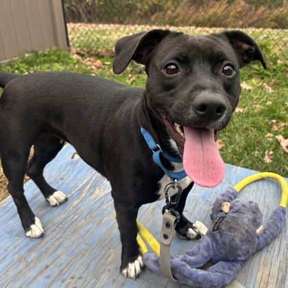 SYDNEY - Mixed Breed, Medium (up to 44 lbs fully grown) / Mix available for adoption