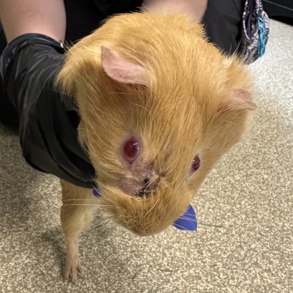 PURDY - Guinea Pig / Guinea Pig available for adoption