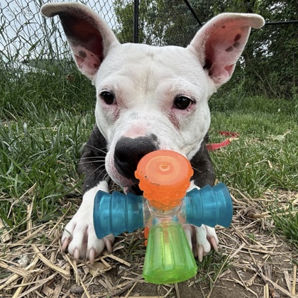 JASMINE - Mixed Breed, Large (over 44 lbs fully grown) / Mix available for adoption