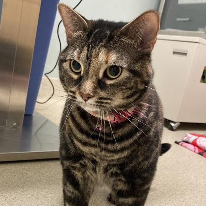 SUNNY - Domestic Shorthair / Mix available for adoption