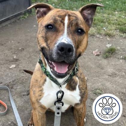 SHAMROCK - Mixed Breed, Large (over 44 lbs fully grown) / Mix available for adoption