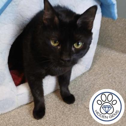 CHARTREUSE - Domestic Shorthair / Mix for adoption in Albany