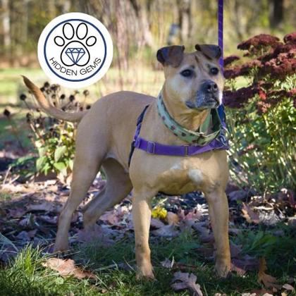 DYNA - Mixed Breed, Medium (up to 44 lbs fully grown) / Mix available for adoption