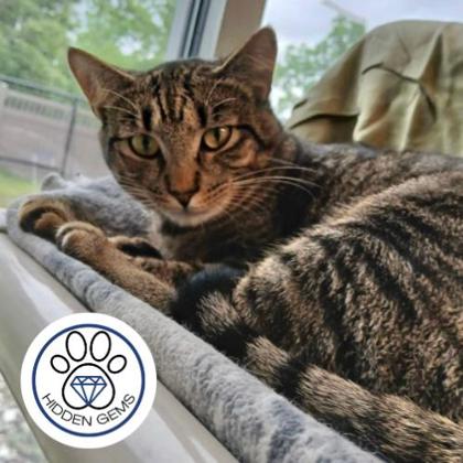 SKATES - Domestic Shorthair / Mix for adoption in Albany