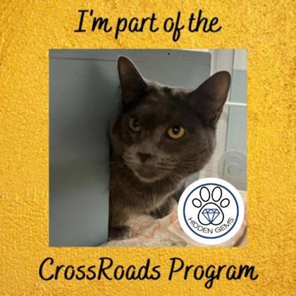 ANICOTTI - Domestic Shorthair / Mix available for adoption