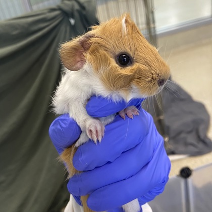 JOJA - Guinea Pig / Guinea Pig available for adoption
