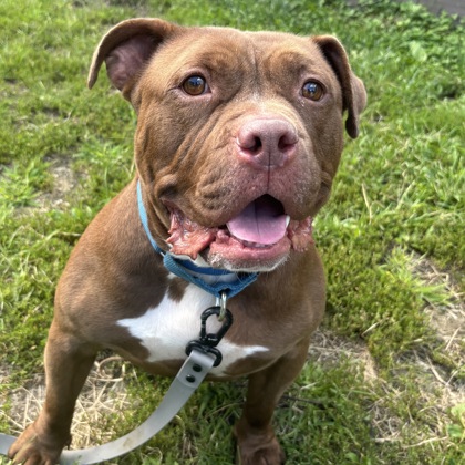 FIJI - Mixed Breed, Large (over 44 lbs fully grown) / Mix available for adoption